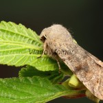 Orthosia incerta - Mora jarná 17-32-06