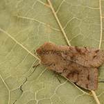 Orthosia incerta - Mora jarná 170951