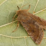 Orthosia incerta - Mora jarná 172006