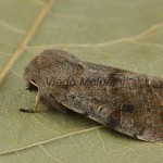 Orthosia incerta - Mora jarná 172117