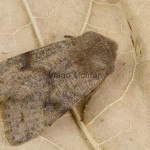 Orthosia incerta - Mora jarná 172835