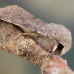 Orthosia incerta - Mora jarná 180646