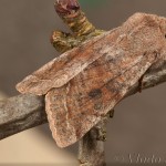 Orthosia incerta - Mora jarná 19-04-12