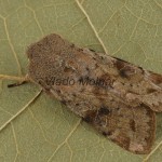 Orthosia incerta - Mora jarná 203433