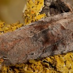 Orthosia incerta - Mora jarná 21-47-04