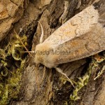 Orthosia miniosa - Mora načervenalá 130213