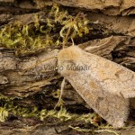 Orthosia miniosa - Mora načervenalá 130330