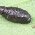 Orthosia miniosa - Mora načervenalá 143321