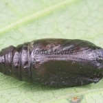 Orthosia miniosa - Mora načervenalá 143829