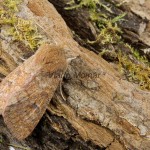 Orthosia miniosa - Mora načervenalá 164738