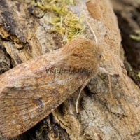 Orthosia miniosa - Mora načervenalá 170206