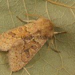 Orthosia miniosa - Mora načervenalá 184110