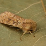 Orthosia miniosa - Mora načervenalá 184422