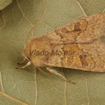 Orthosia miniosa - Mora načervenalá 184759