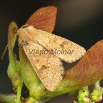 Orthosia miniosa - Mora načervenalá 19-55-59