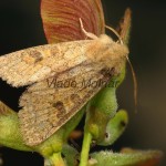 Orthosia miniosa - Mora načervenalá 19-57-34