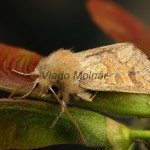 Orthosia miniosa - Mora načervenalá 20-03-25