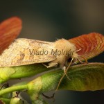 Orthosia miniosa - Mora načervenalá 20-04-08