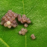 Orthosia miniosa - Mora načervenalá 21-41-58