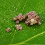 Orthosia miniosa - Mora načervenalá 21-42-39