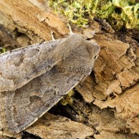 Orthosia populeti - Mora topoľová 194032