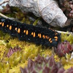 Parnassius apollo - Jasoň červenooký 23-14-52