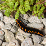 Parnassius apollo - Jasoň červenooký IMG_0772