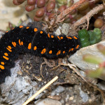 Parnassius apollo - Jasoň červenooký IMG_0789