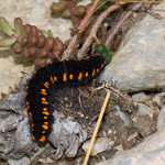 Parnassius apollo - Jasoň červenooký IMG_0790