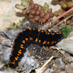 Parnassius apollo - Jasoň červenooký IMG_0791