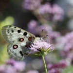 Parnassius apollo - Jasoň červenooký IMG_2215