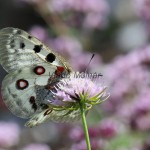 Parnassius apollo - Jasoň červenooký IMG_2217