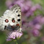 Parnassius apollo - Jasoň červenooký IMG_2222