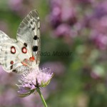 Parnassius apollo - Jasoň červenooký IMG_2226