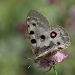 Parnassius apollo - Jasoň červenooký IMG_2240