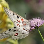 Parnassius apollo - Jasoň červenooký IMG_2244