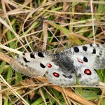 Parnassius apollo - Jasoň červenooký IMG_3998