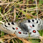 Parnassius apollo - Jasoň červenooký IMG_3999