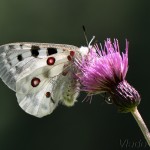 Parnassius apollo - Jasoň červenooký IMG_5181