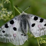 Parnassius apollo - Jasoň červenooký IMG_5207