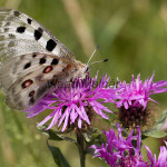 Parnassius apollo - Jasoň červenooký IMG_5700