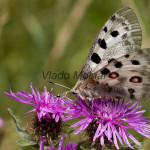 Parnassius apollo - Jasoň červenooký IMG_5703