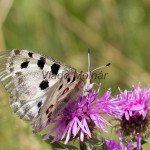 Parnassius apollo - Jasoň červenooký IMG_5707