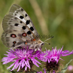 Parnassius apollo - Jasoň červenooký IMG_5709