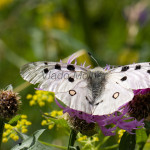 Parnassius apollo - Jasoň červenooký IMG_5734