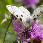 Parnassius apollo - Jasoň červenooký IMG_5738