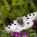 Parnassius apollo - Jasoň červenooký IMG_5766