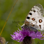 Parnassius apollo - Jasoň červenooký IMG_5770