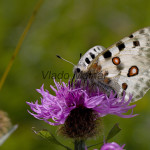 Parnassius apollo - Jasoň červenooký IMG_5772