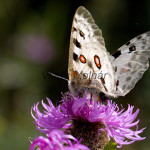 Parnassius apollo - Jasoň červenooký IMG_5776